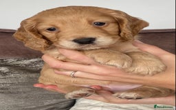 Cocker Spaniel dogs for sale: Working cocker spaniel puppies  - Image 7