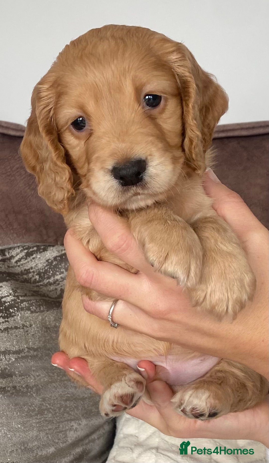 Cocker Spaniel dogs for sale: Working cocker spaniel puppies  - Image 7
