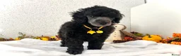 Miniature Poodle dogs for sale: 🌟RARE Silver Miniature Poodle Puppies DNA CLEAR🌟 - Advert 7