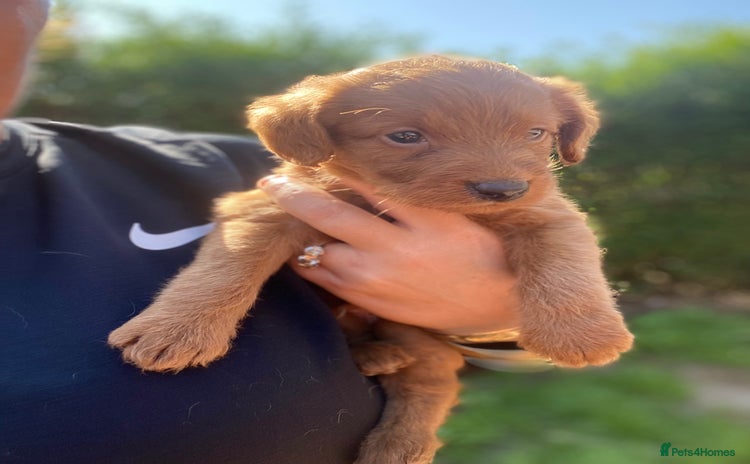 Labradoodle dogs - Advert 2