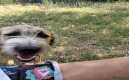 Mixed Breed dogs for adoption: TINA, a Lovely Puppy Girl - for a Loving Home - Image 21