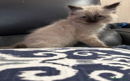 Ragdoll cats for sale: 2 stunning seal point ragdoll boys  - Image 20