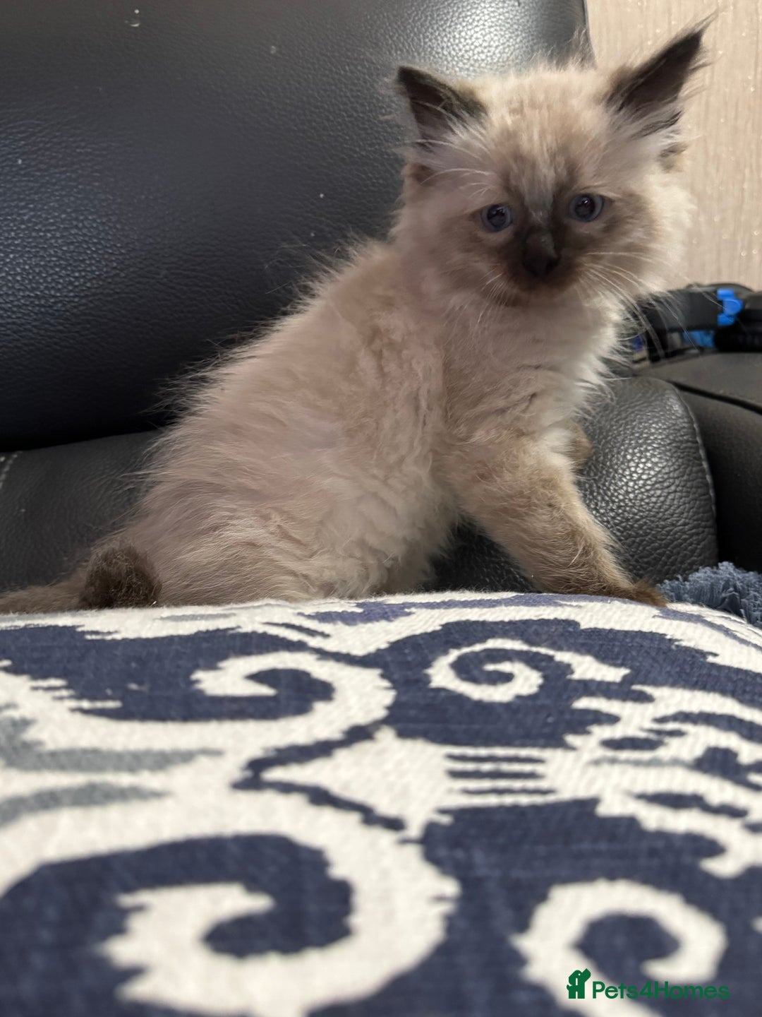 Ragdoll cats for sale: 2 stunning seal point ragdoll boys  - Image 20