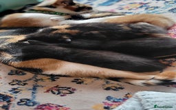 Mixed Breed cats for sale: Beautiful kittens needing loving homes - Image 9