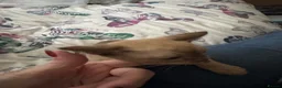 Burmese cats for sale: Burmese kitten for sale - Advert 2