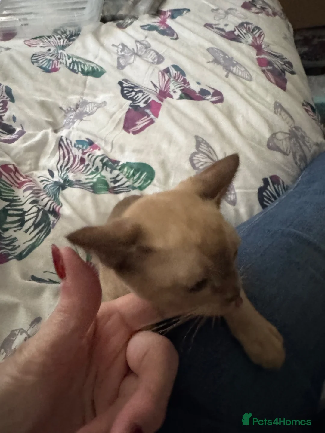Burmese cats for sale: Burmese kitten for sale - Advert 2