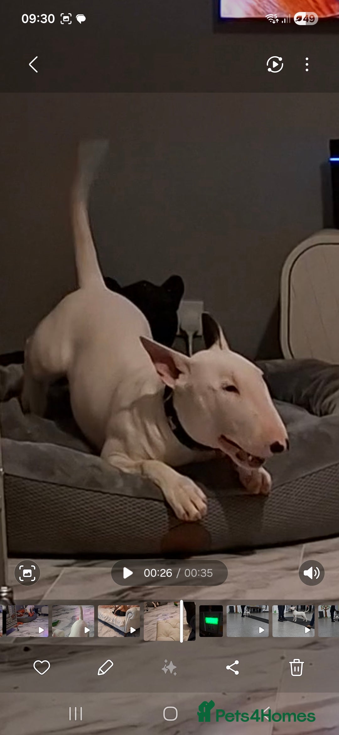 English Bull Terrier dogs for sale: 7 month old english bull terrier  - Advert 10