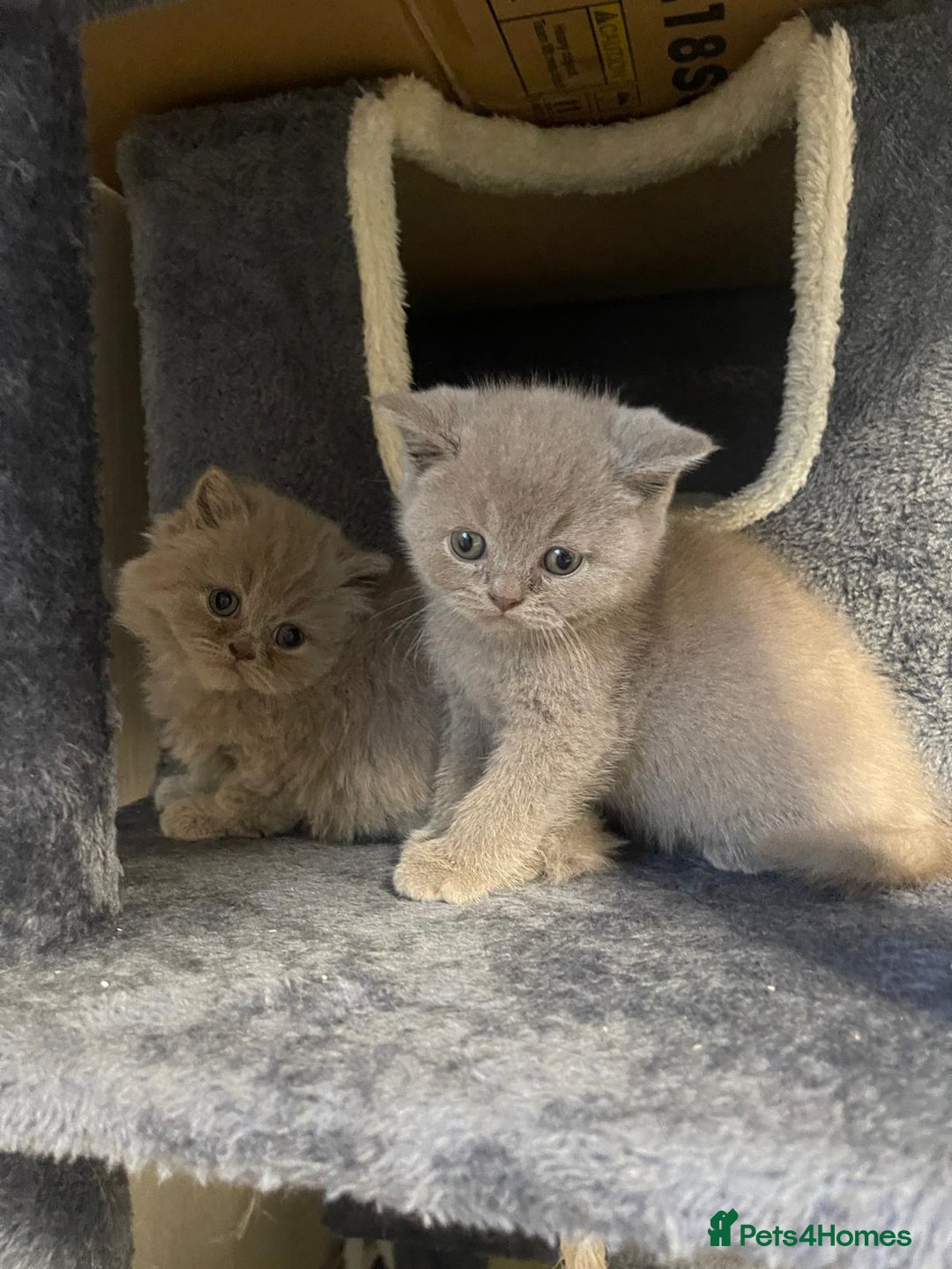 British Shorthair cats for sale: Purebred  British Shorthair Kittens - Advert 23