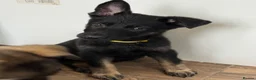 German Shepherd dogs for sale: German Shepherd Puppies - Advert 8