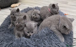 British Shorthair cats for sale: Beautiful Blue British shorthair kittens for sale - Image 1