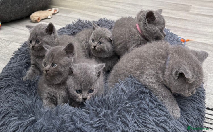 British Shorthair cats - Advert 4