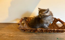 Maine Coon cats for sale: 🐾 Russian Maine Coon Kittens – TICA Registered 🐾 - Image 11