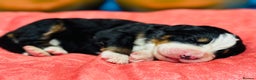 Bernese Mountain Dog dogs for sale: KC Registered Bernese Mountain Dog Puppies - Advert 14