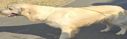 Golden Retriever dogs for sale: 6 golden retriever puppies ready for a new home - Advert 7