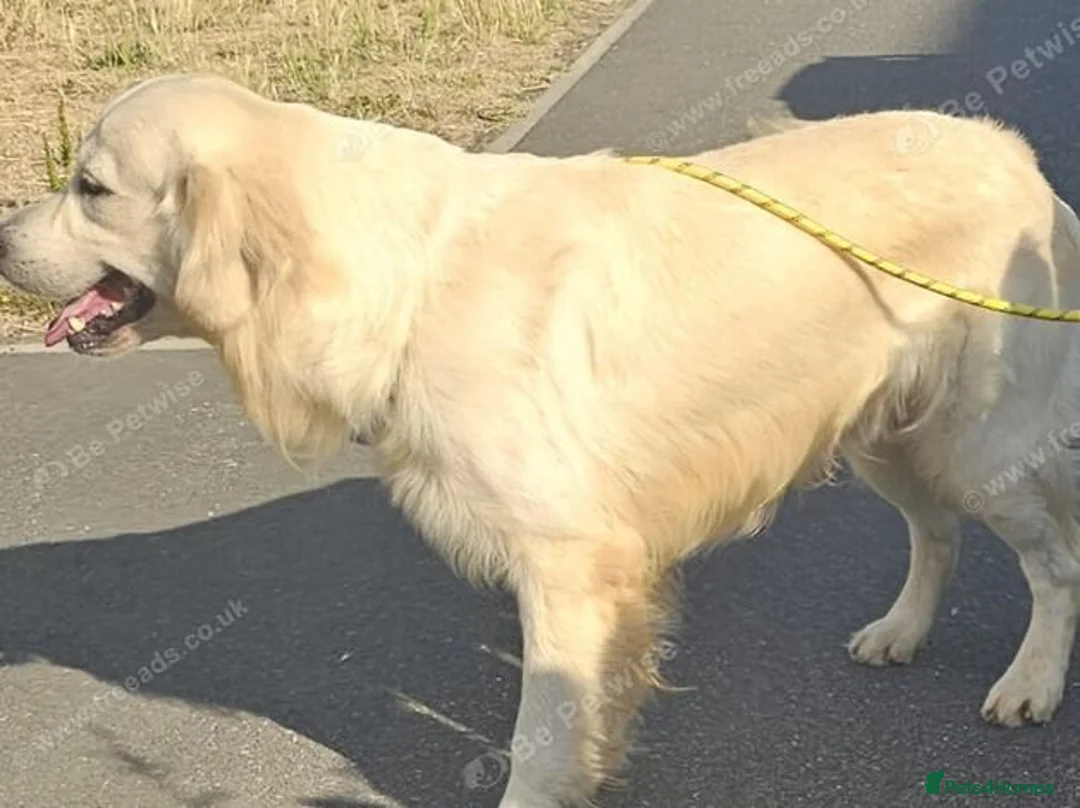 Golden Retriever dogs for sale: 6 golden retriever puppies ready for a new home - Advert 7