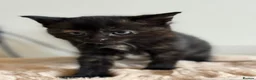 Domestic Shorthair cats for sale: 2 calico female kittens ready to reserve  - Advert 20
