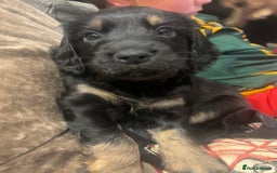 Cockapoo dogs for sale: Beautiful, Rare Cockapoo Puppies – Ready 17th Nov - Advert 34