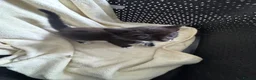 Mixed Breed cats for sale: 4 beautiful part ragdoll kittens  - Advert 12