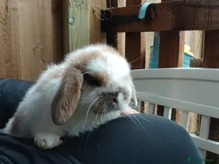 Mini Lop rabbits ALL REHOMED - Advert 16