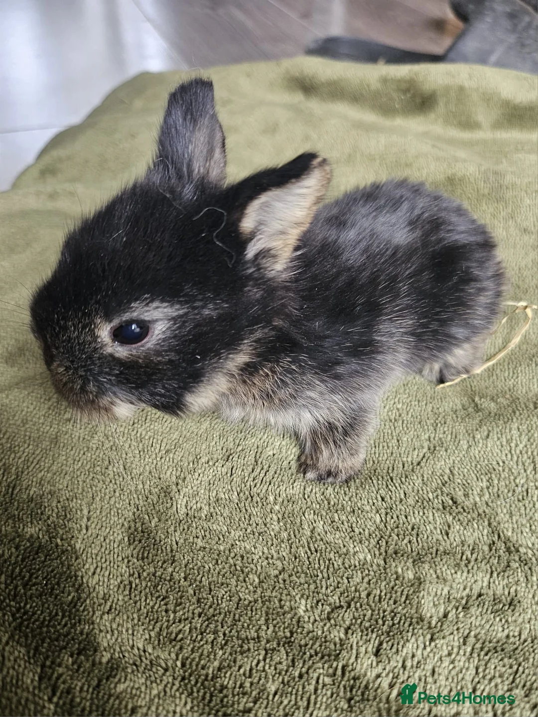 Mixed Breed rabbits for sale:  Rabbit Kits – Netherland Dwarf × Holland in Crawley - Advert 10