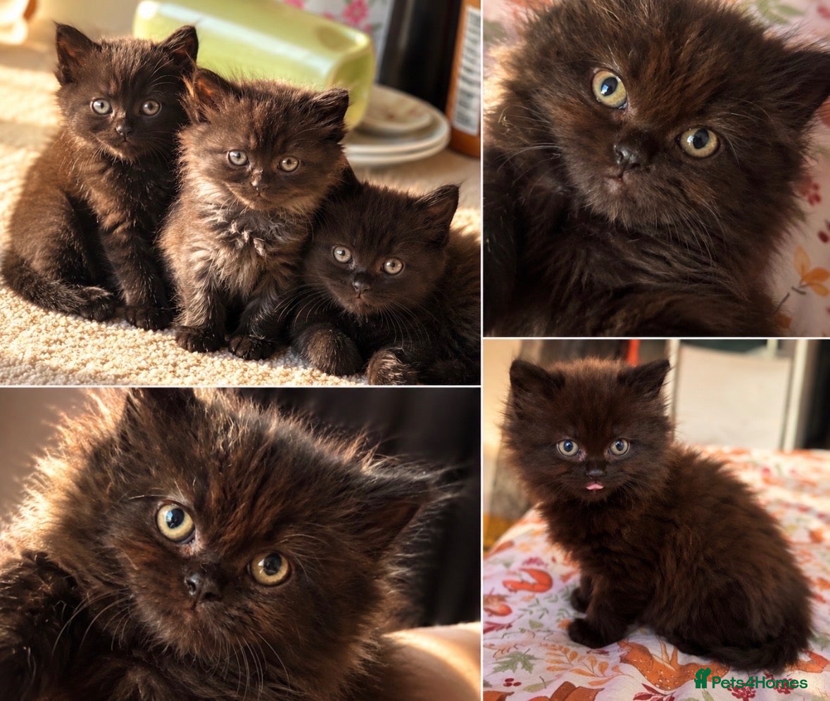 Persian cats Kittens  - Advert 13