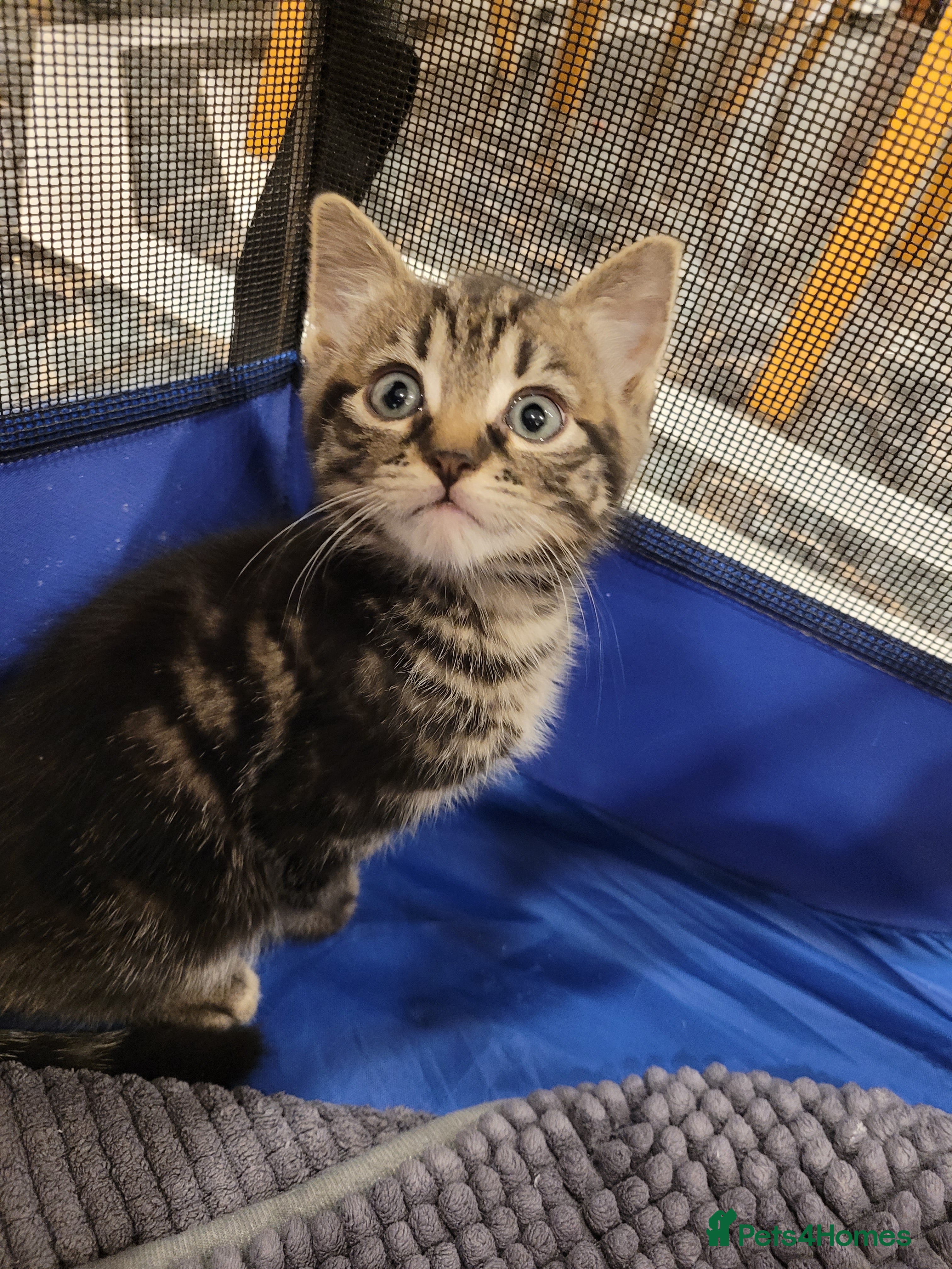 Mixed Breed cats Playful kittens 🐱 🩷 - Advert 13