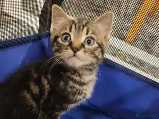 Mixed Breed cats Playful kittens 🐱 🩷 - Advert 13