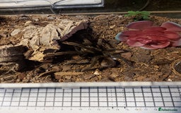 Tarantulas invertebrates for sale: Rehoming Collection of 17 Tarantulas, 1 Scorpion - Image 10