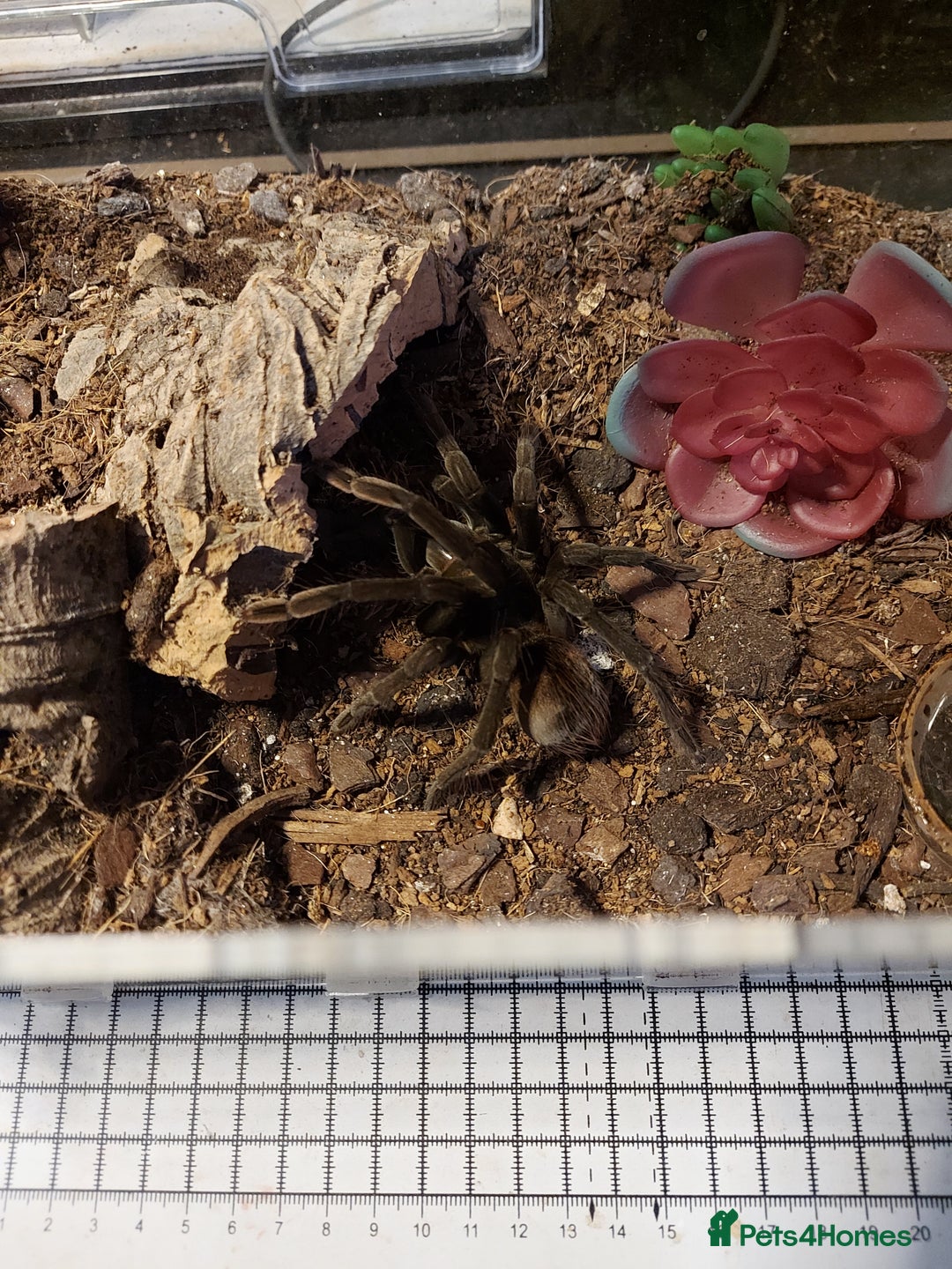 Tarantulas invertebrates for sale: Rehoming Collection of 17 Tarantulas, 1 Scorpion - Image 10