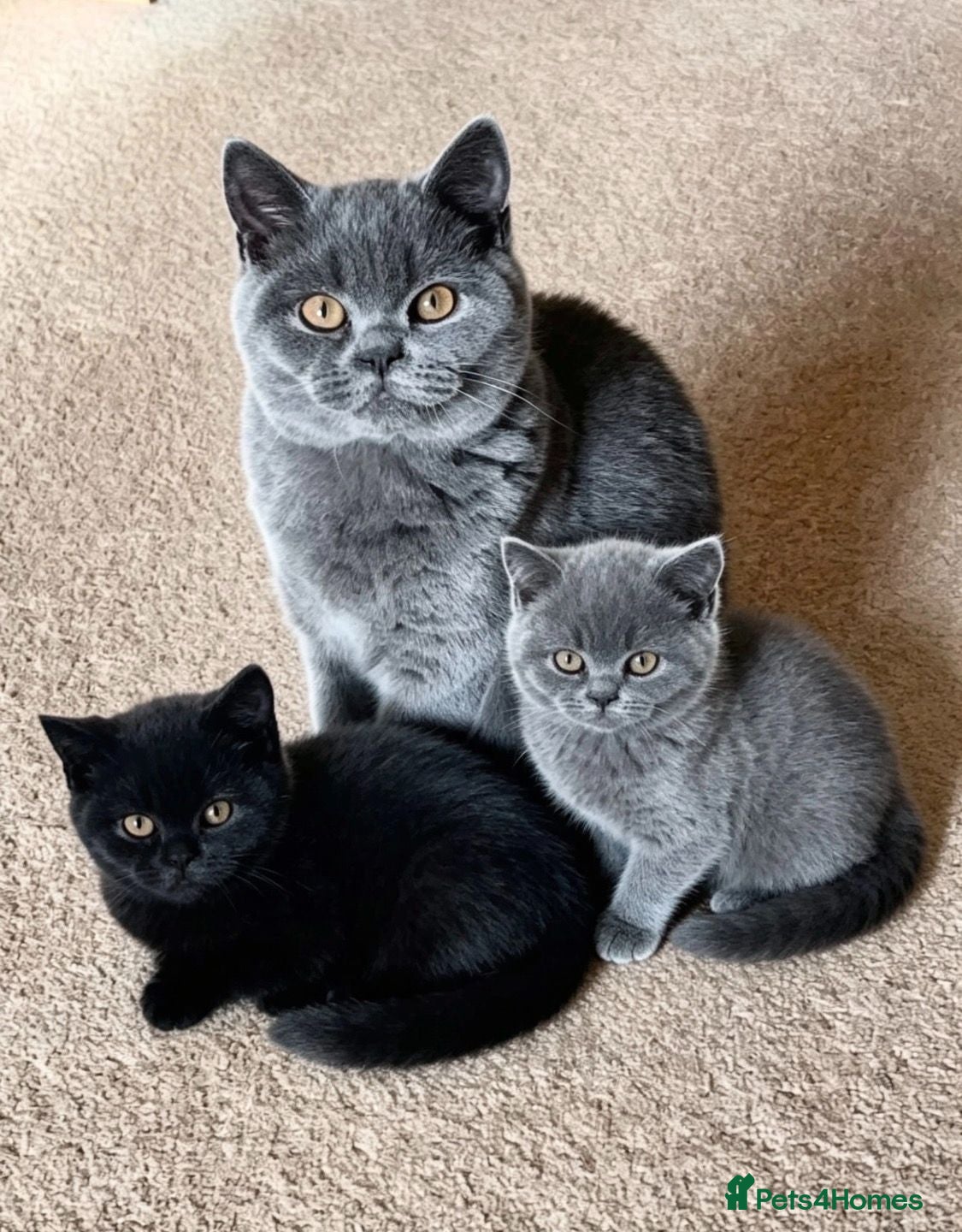 British Shorthair cats Adorable pedigree kitens - Advert 1
