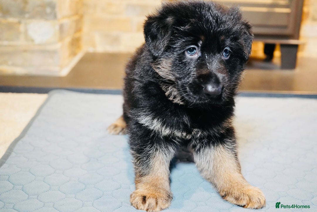 German Shepherd dogs for sale: KC Registered German Shepard Babies 🐾🐾🐾 - Advert 3