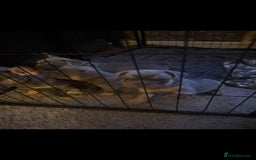 French Bulldog dogs for sale: French bulldogs  - Image 19