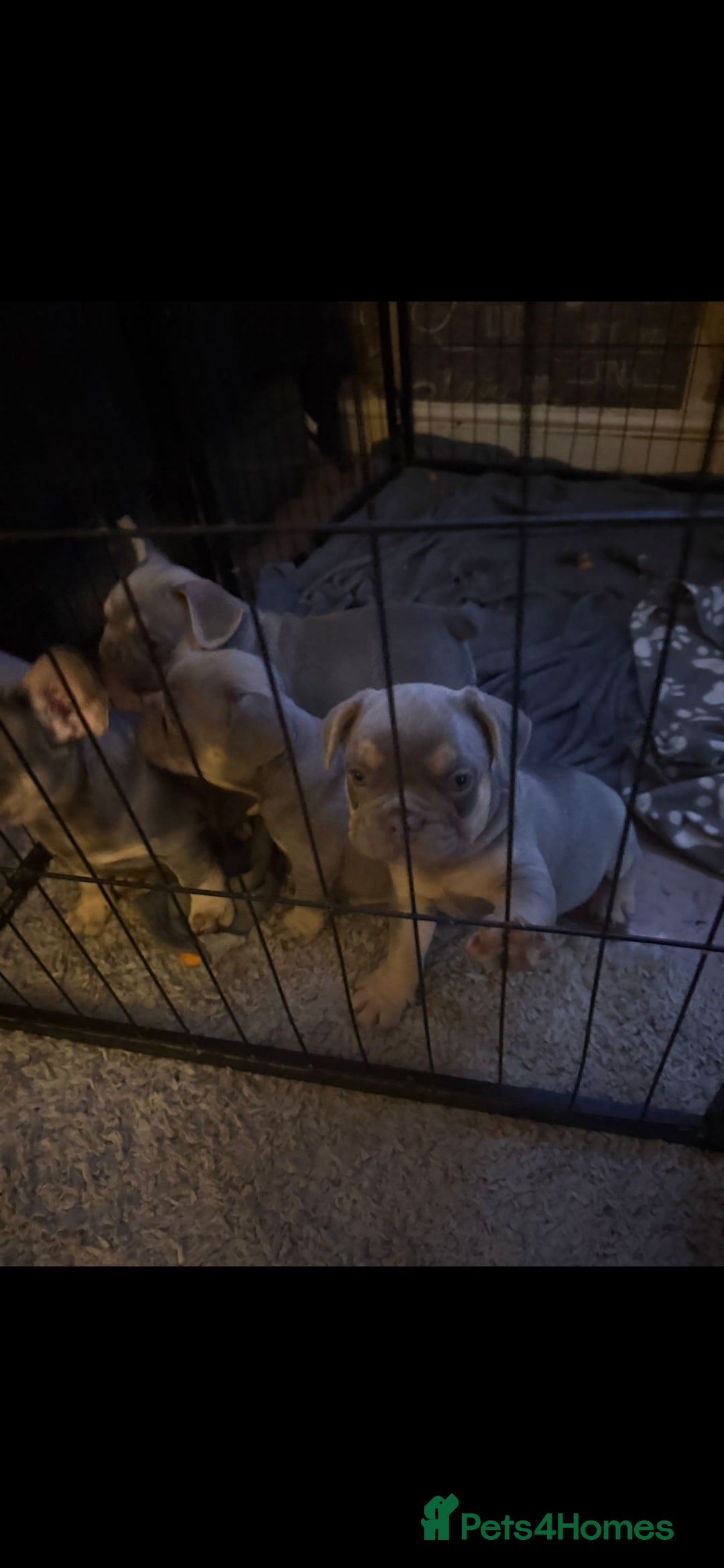 French Bulldog dogs for sale: French bulldogs  - Image 19