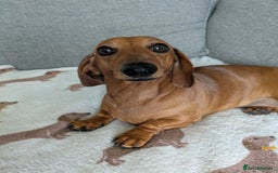 Miniature Dachshund dogs for sale: Lovely Miniature Dachshund  - Advert 5