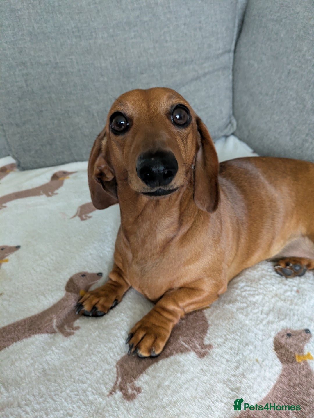 Miniature Dachshund dogs for sale: Lovely Miniature Dachshund  - Advert 5