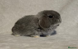 Mini Lop rabbits for sale: Pure mini lop babies to reserve  - Image 16