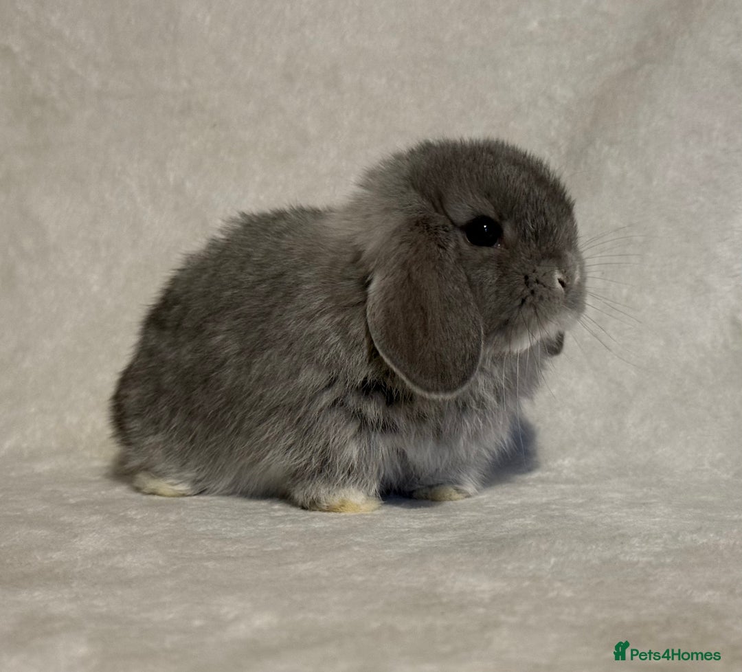 Mini Lop rabbits for sale: Pure mini lop babies to reserve  - Image 16