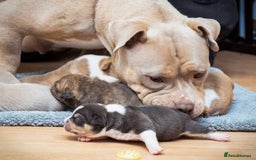 American Bully dogs for sale: Champion Bloodline American Pocket Bully Puppies - Image 36