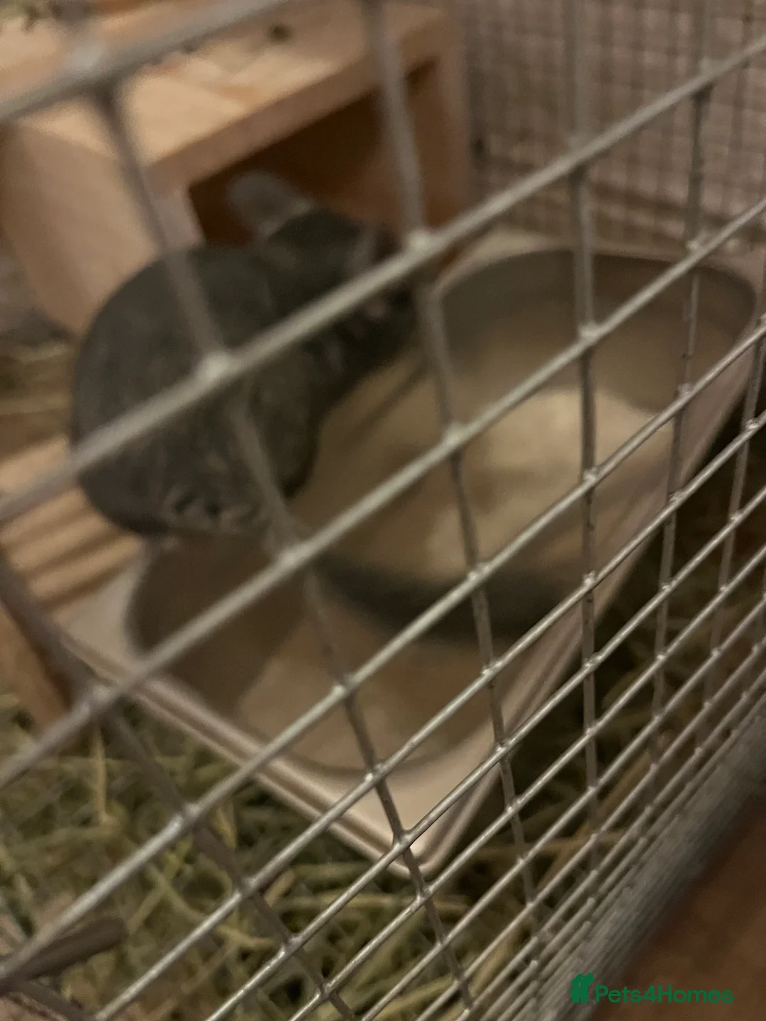 Chinchilla rodents for sale: Chinchilla  in Manchester - Advert 2