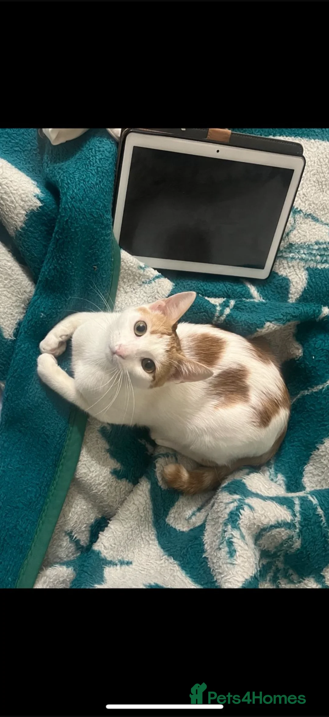 Egyptian Mau cats for adoption: Little Tutu  - Advert 1