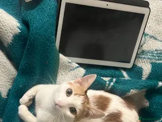 Egyptian Mau cats Little Tutu - Advert 1