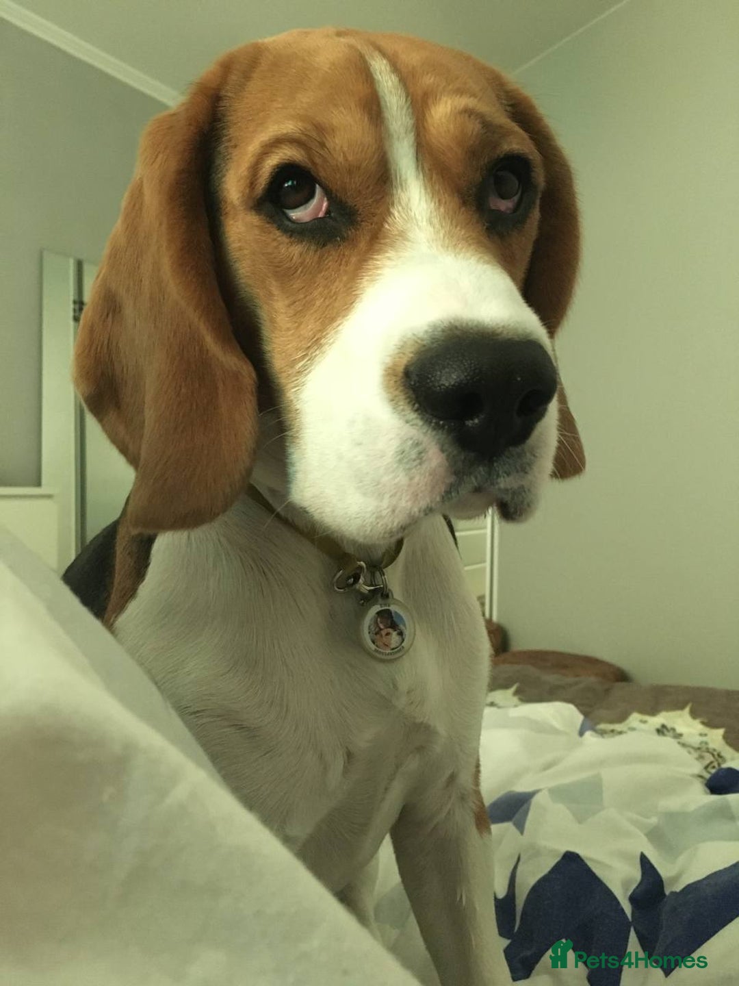 Beagle dogs for stud: Pure beagle for stud  in Warwick - Image 16