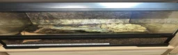 Tarantulas invertebrates for sale: 13 tarantulas and enclosures  in Manchester - Advert 11
