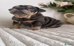 English Bulldog dogs for sale: Top quality English bulldog puppies  - Image 12