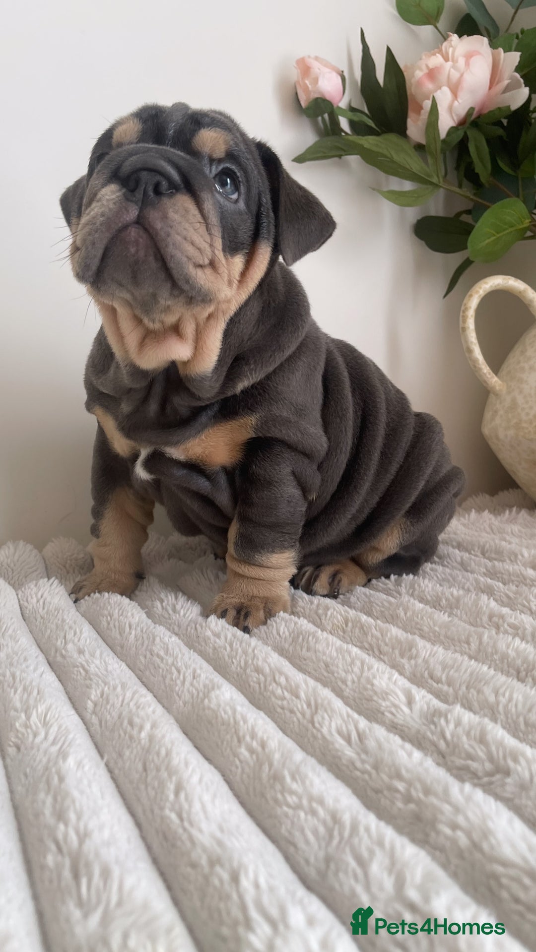 English Bulldog dogs for sale: Top quality English bulldog puppies  - Image 12