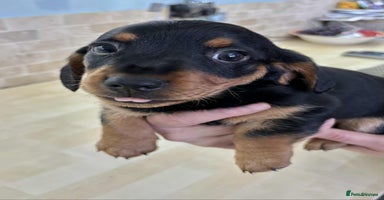 Dachshund dogs - Advert 4