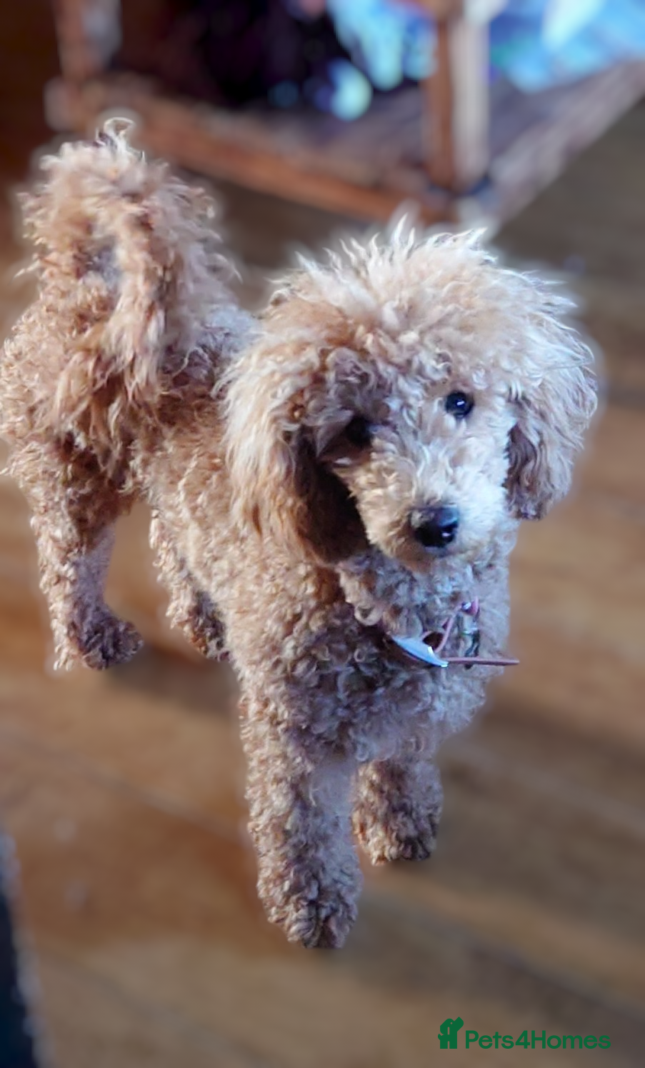Mixed Breed dogs Adorable poodle x scoodle puppies  - Advert 4