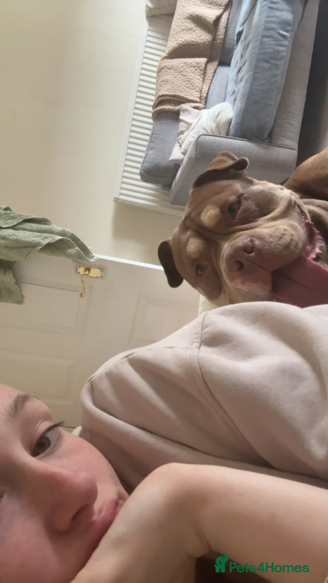 American Bully dogs for sale: American pocket bully  in Stafford - Advert 2