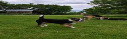 Border Collie dogs for sale: Tri Coloured Border Collie Pups - Advert 5