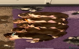 Border Collie dogs for sale: BorderCollie Pups: unique chocolate tri rough coat - Advert 1